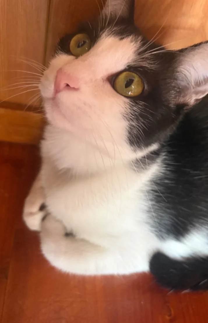 与那嶺綾子さんの写メ日記：今日のにゃんこ🐈