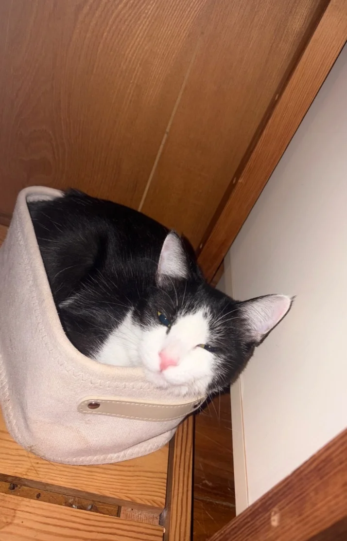与那嶺綾子さんの写メ日記：今日のにゃんこ🐈