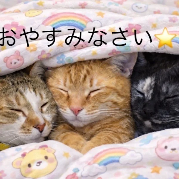心渚（ここな）さんの写メ日記：会員申請の仕方✨️簡単です✨️