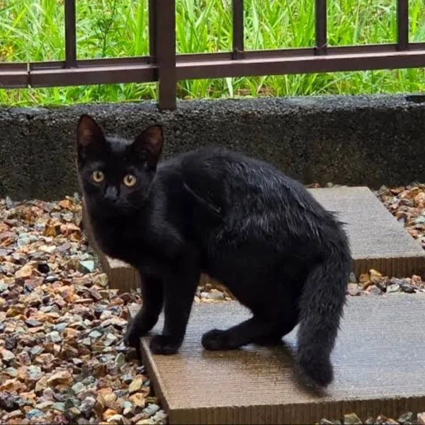 心渚（ここな）さんの写メ日記：久しぶりに黒猫見かけた💕