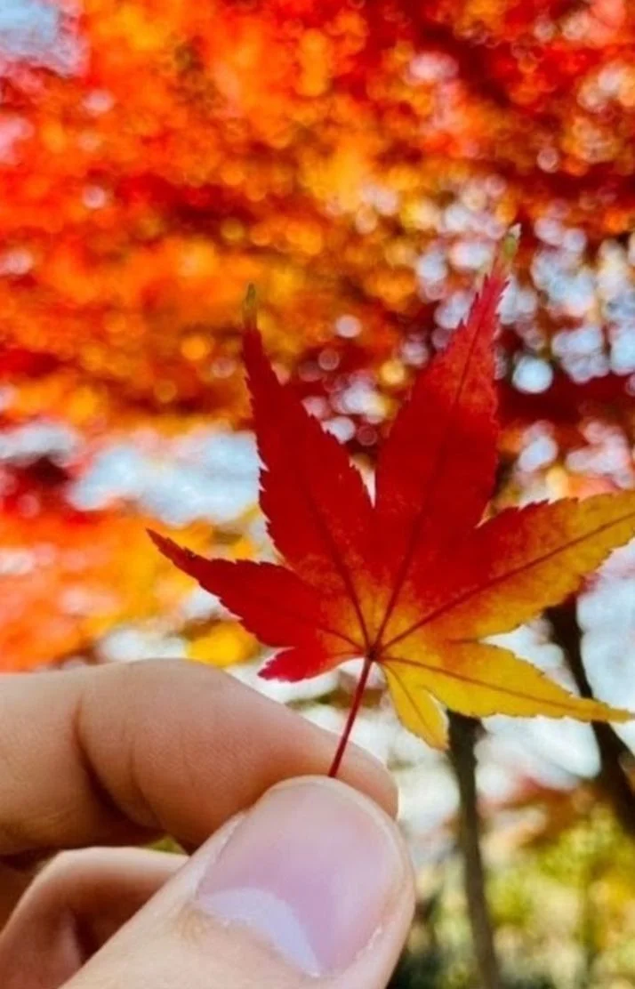 前田れなさんの写メ日記：おはようございます٩(*´꒳`*)۶