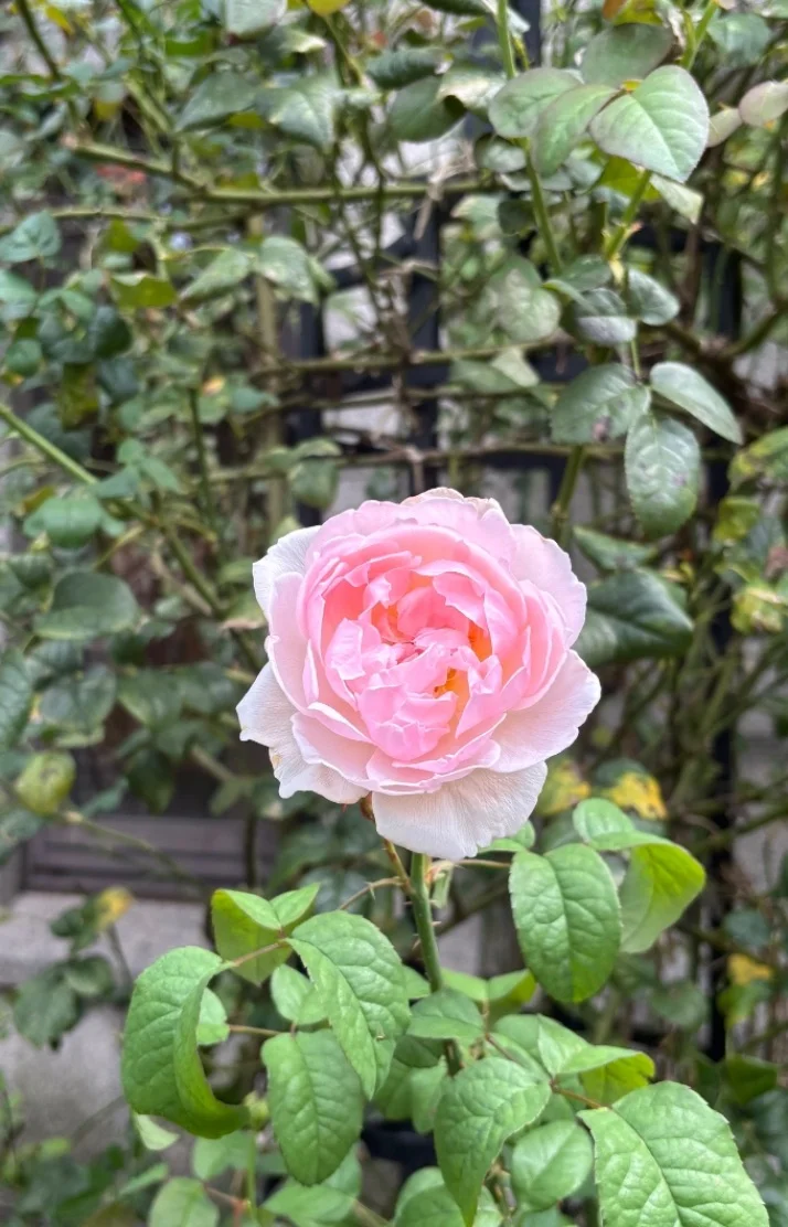 ほのかさんの写メ日記：本日13:30〜出勤です♡
