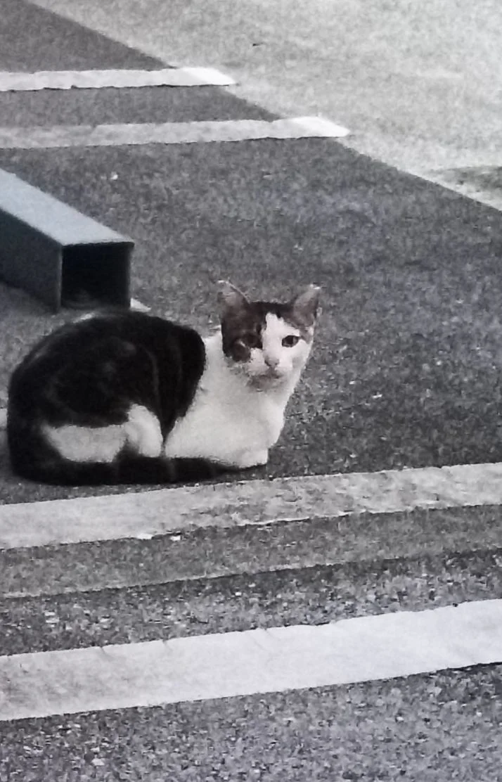 ありがとう