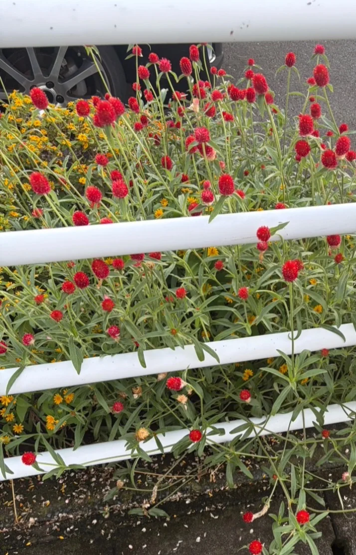 綾瀬ひまりさんの写メ日記：いちご•͈ ω •͈🍓♩