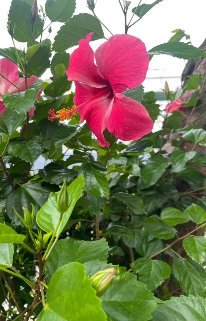 仲間真理子さんの写メ日記：本日10時から出勤します^_^