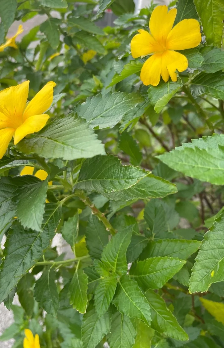 今週の出勤スケジュールです🌹
