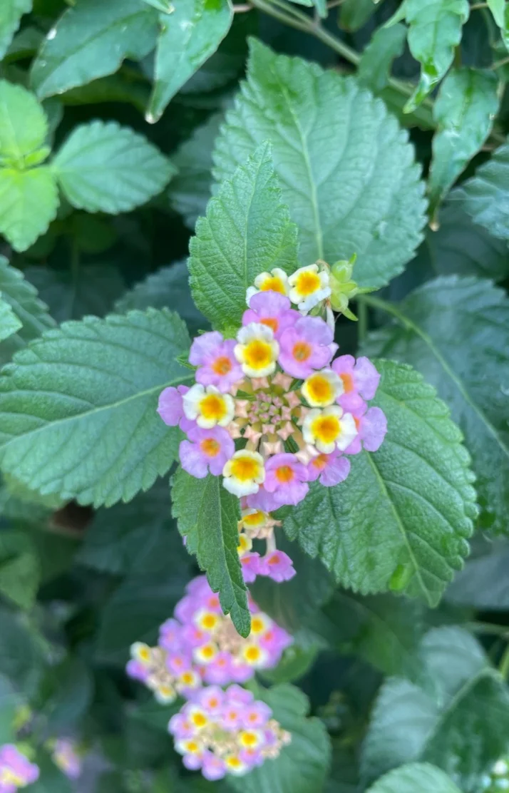 仲間真理子さんの写メ日記：10時から出勤します^_^